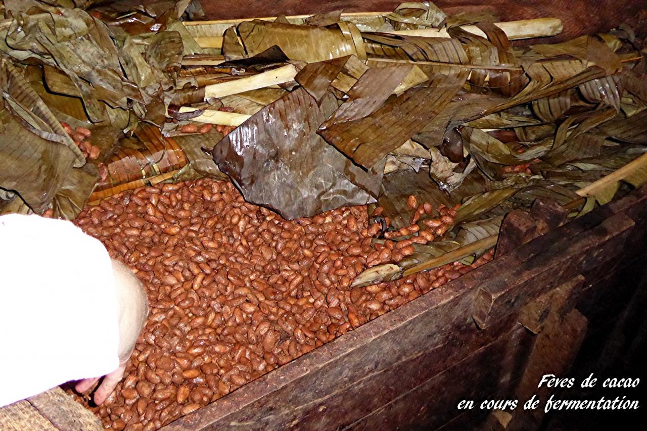 P1000801.feves de cacao encours de fermentation