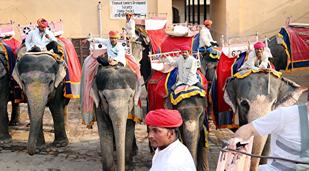 610%20Jaïpur%20éléphants