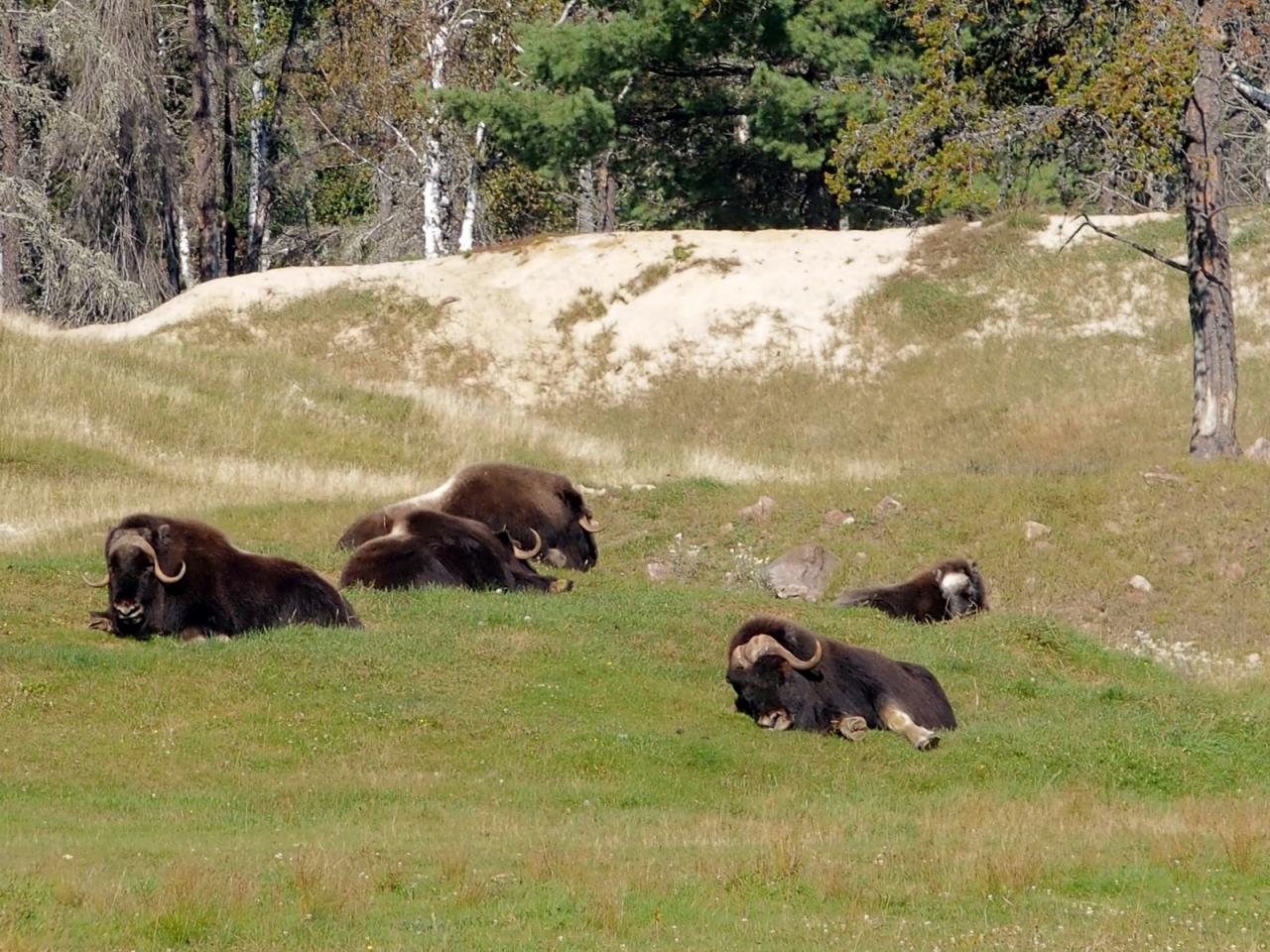 D Zoo St Félicien 6