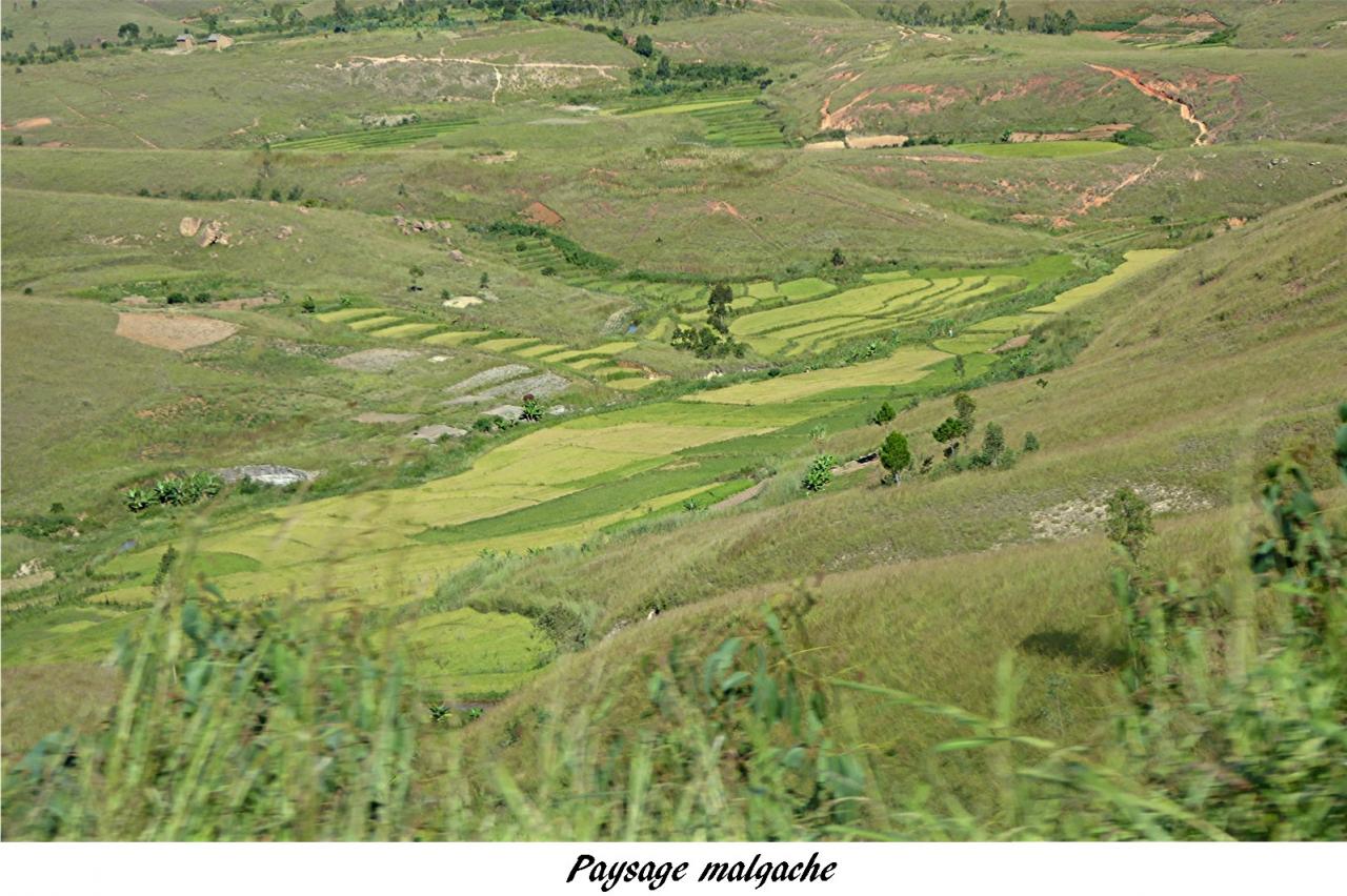 P1000649.paysage malgache