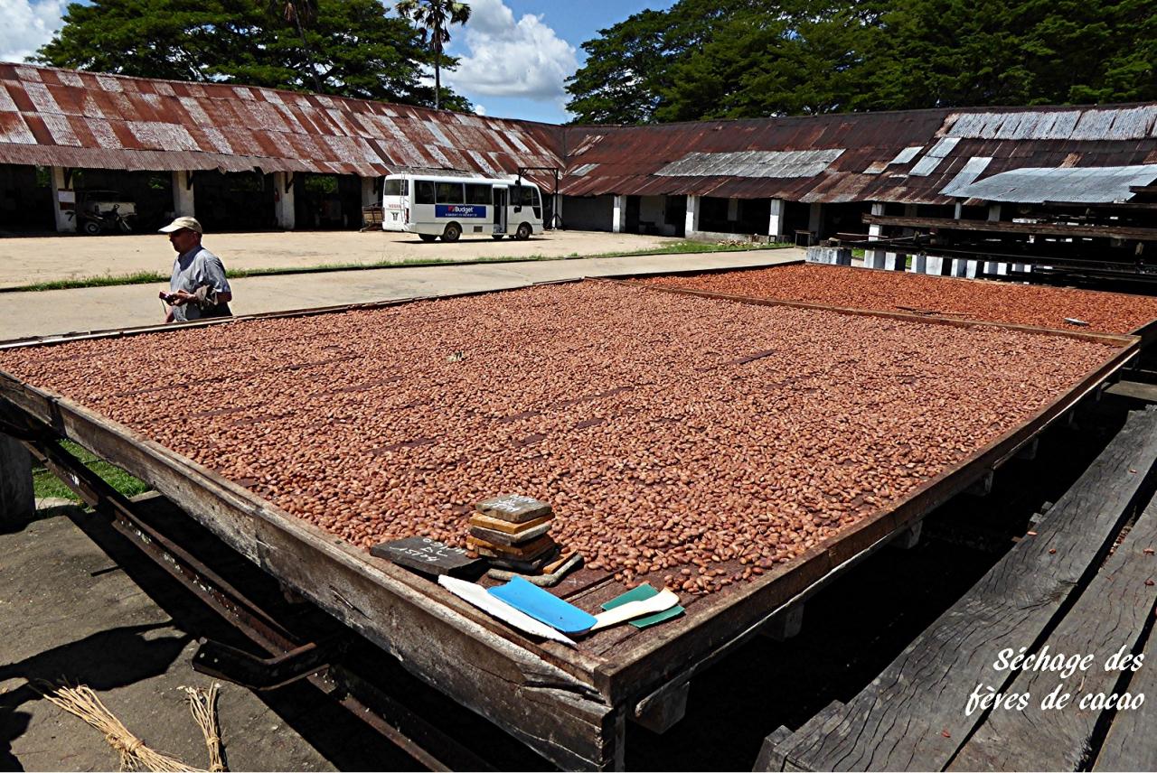 P1000805.sechage des feves de cacao