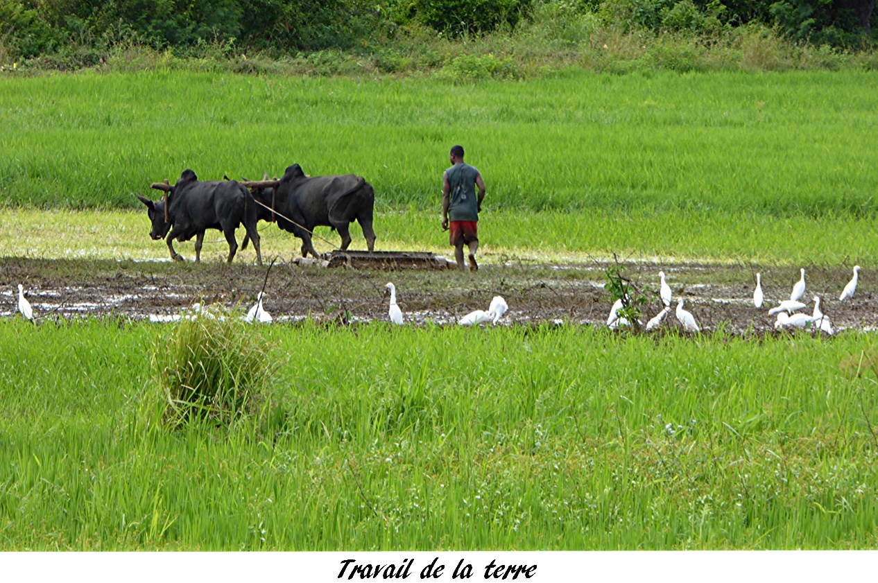 P1000959.travail de la terre