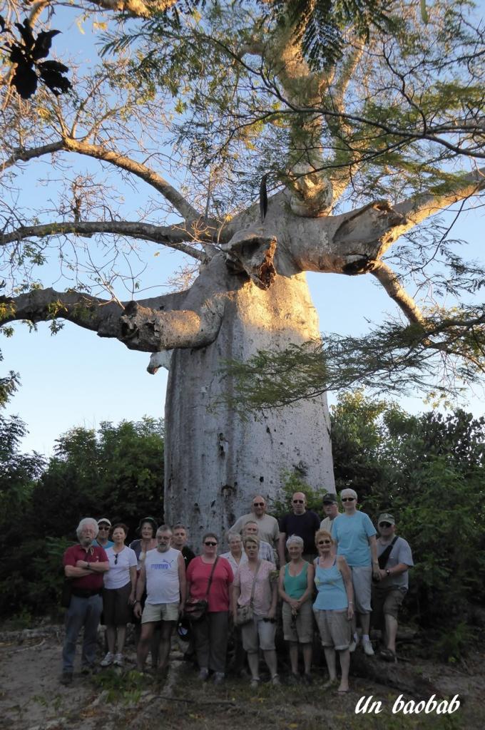 P1010001.baobab